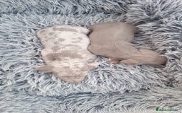 Teckel perros en venta: Mini Teckel Isabello  - Imagen 3
