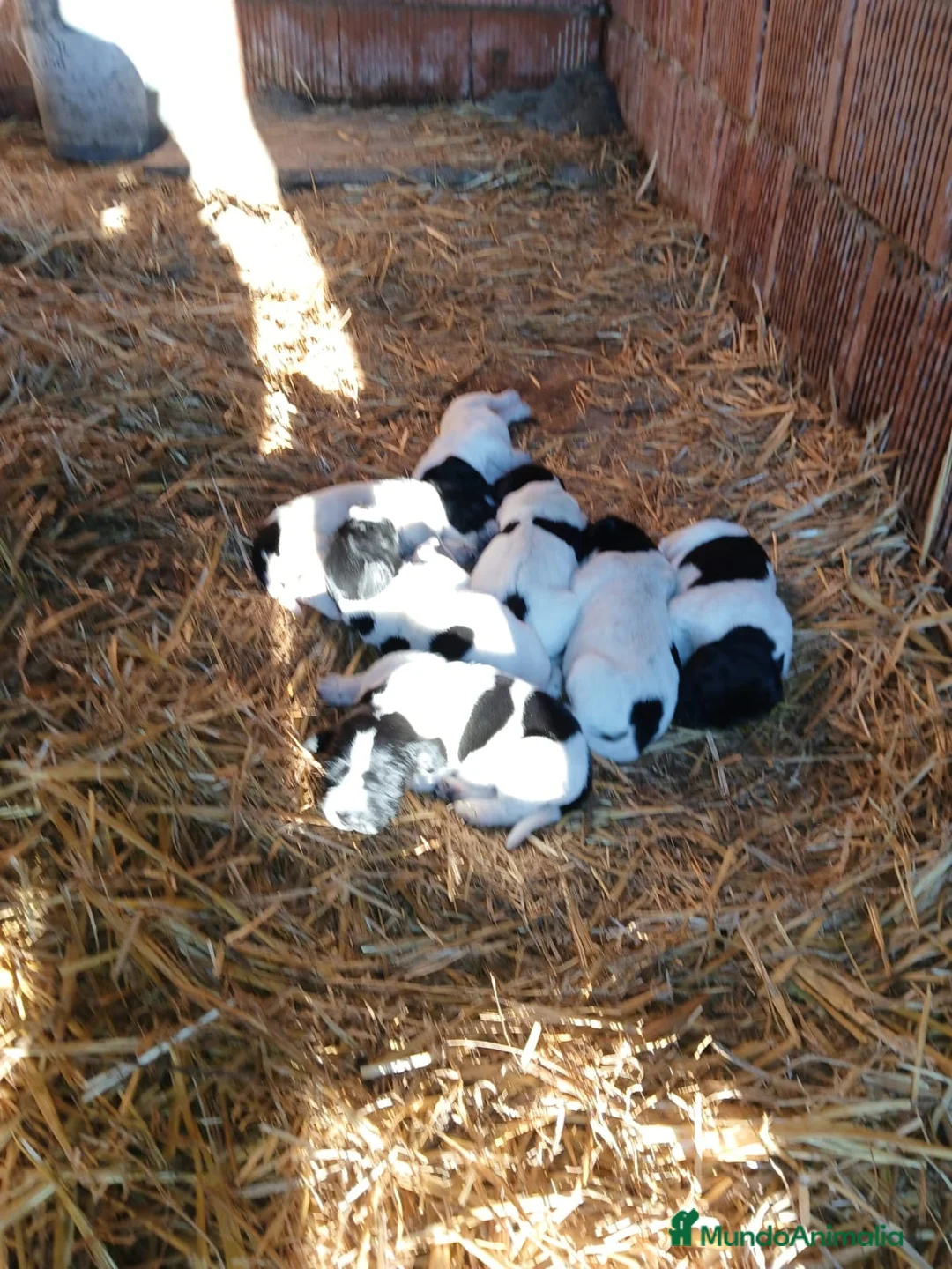 Braco Alemán de Pelo Corto perros en venta: Camada Braco Alemán  en Cáceres - Anuncio 2