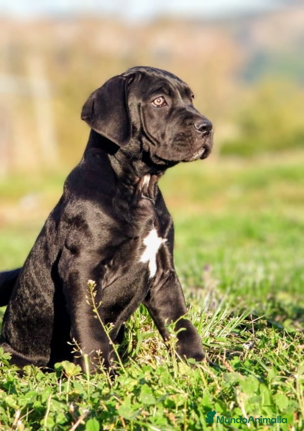 Cane Corso perros Preciosos cachorros de Cane corso - Anuncio 22