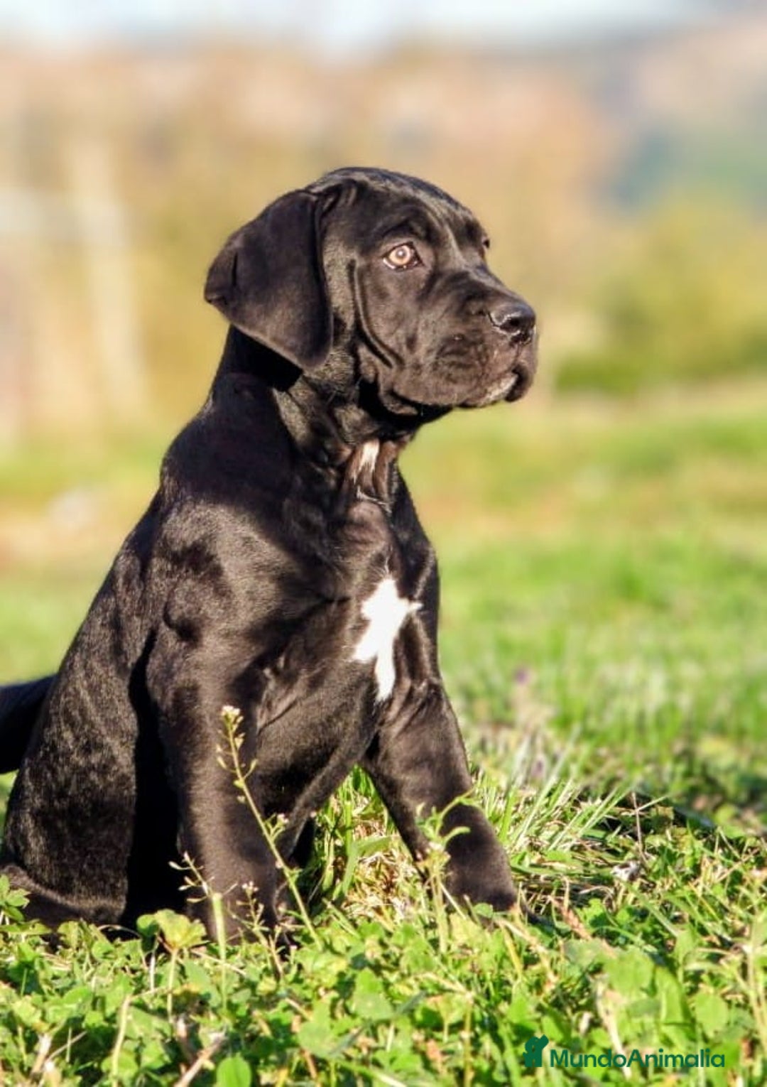 Cane Corso perros en venta: Preciosos cachorros de Cane corso - Anuncio 1