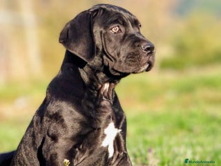 Cane Corso perros Preciosos cachorros de Cane corso - Anuncio 1
