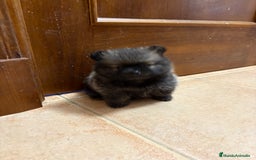 Pomerania perros en venta: Disponibles Lulus de Pomerania  - Imagen 2