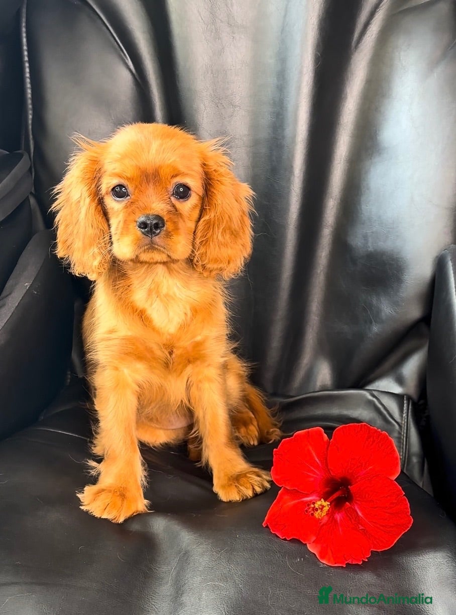 Cavalier King Charles Spaniel perros Cavalier King Charles Spaniel  - Anuncio 2