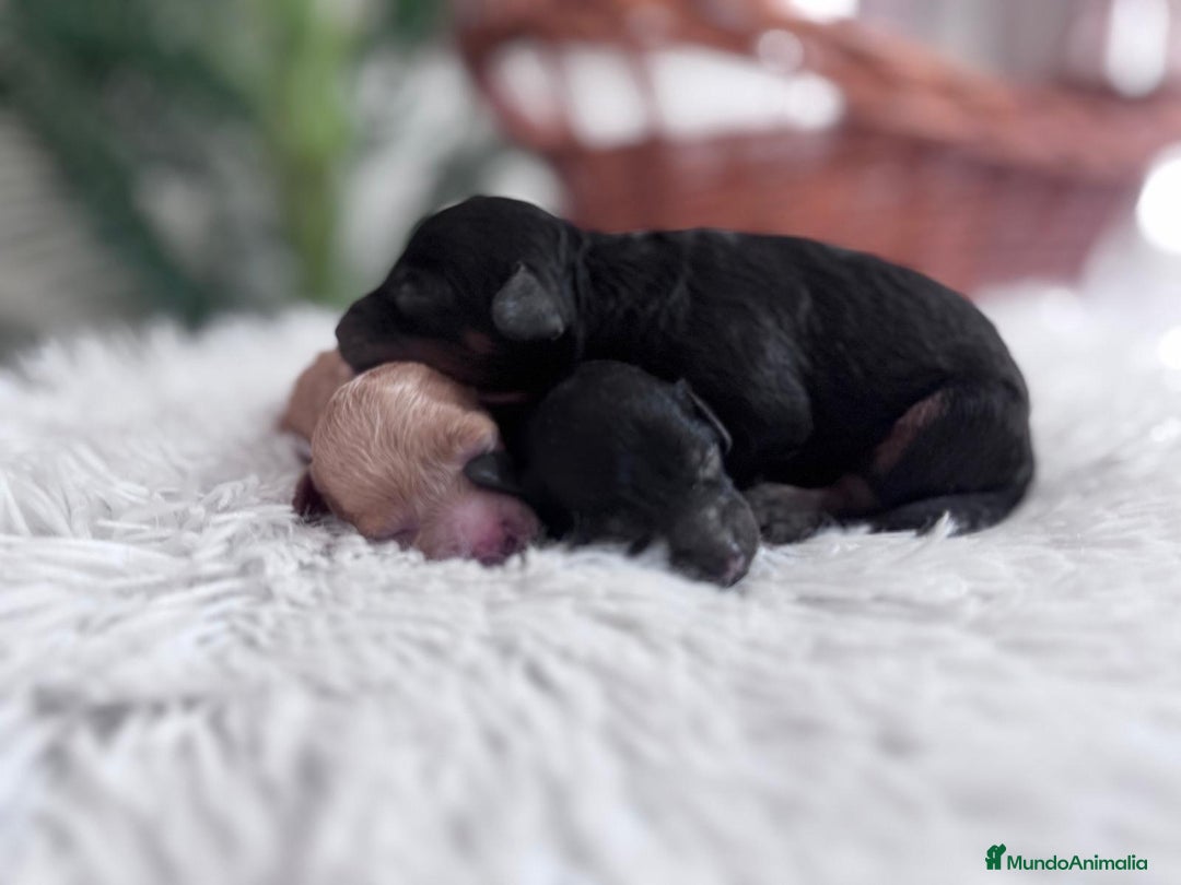 Caniche Toy perros en venta: CANICHE TOY HEMBRAS - Imagen 15