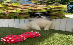 Pomerania perros en venta: POMERANIA MACHO ENVIOS A TODA ESPAÑA - Imagen 24