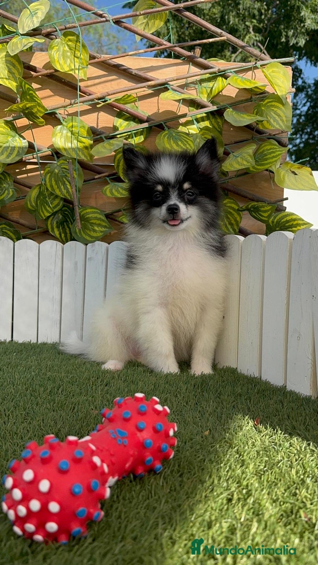 Pomerania perros en venta: POMERANIA MACHO ENVIOS A TODA ESPAÑA - Imagen 24