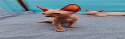 Sphynx gatos en venta: Hembrita super cariñosa  - Anuncio 5