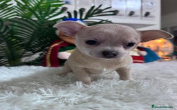 Chihuahua perros en venta: CHIHUAHUA HEMBRA - Anuncio 16