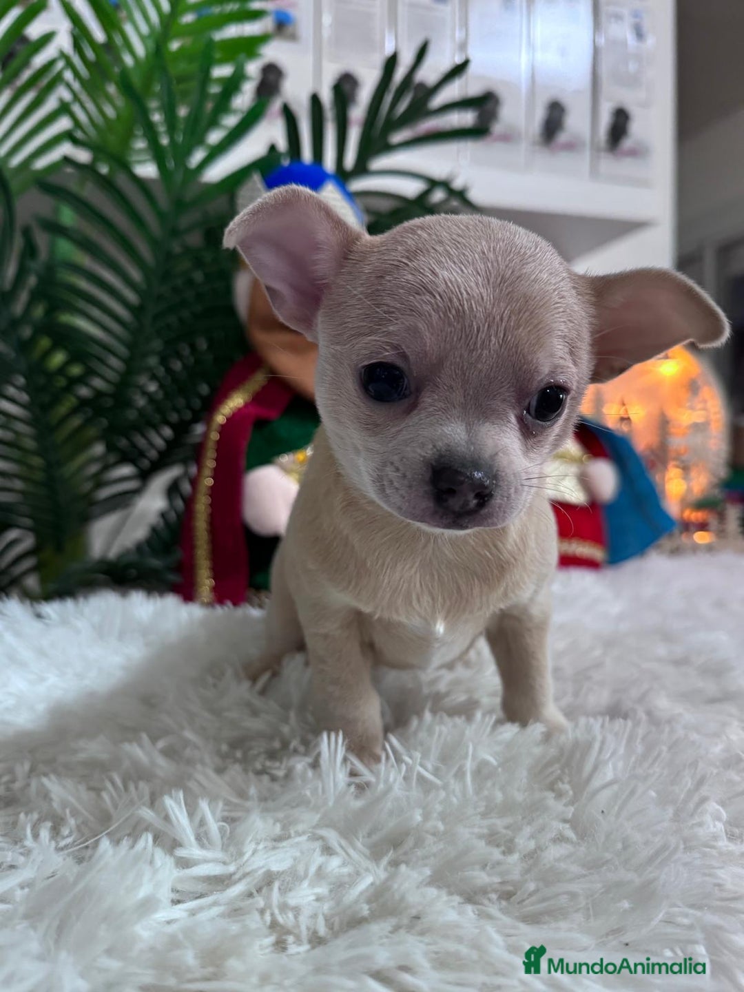 Chihuahua perros en venta: CHIHUAHUA HEMBRA - Anuncio 16