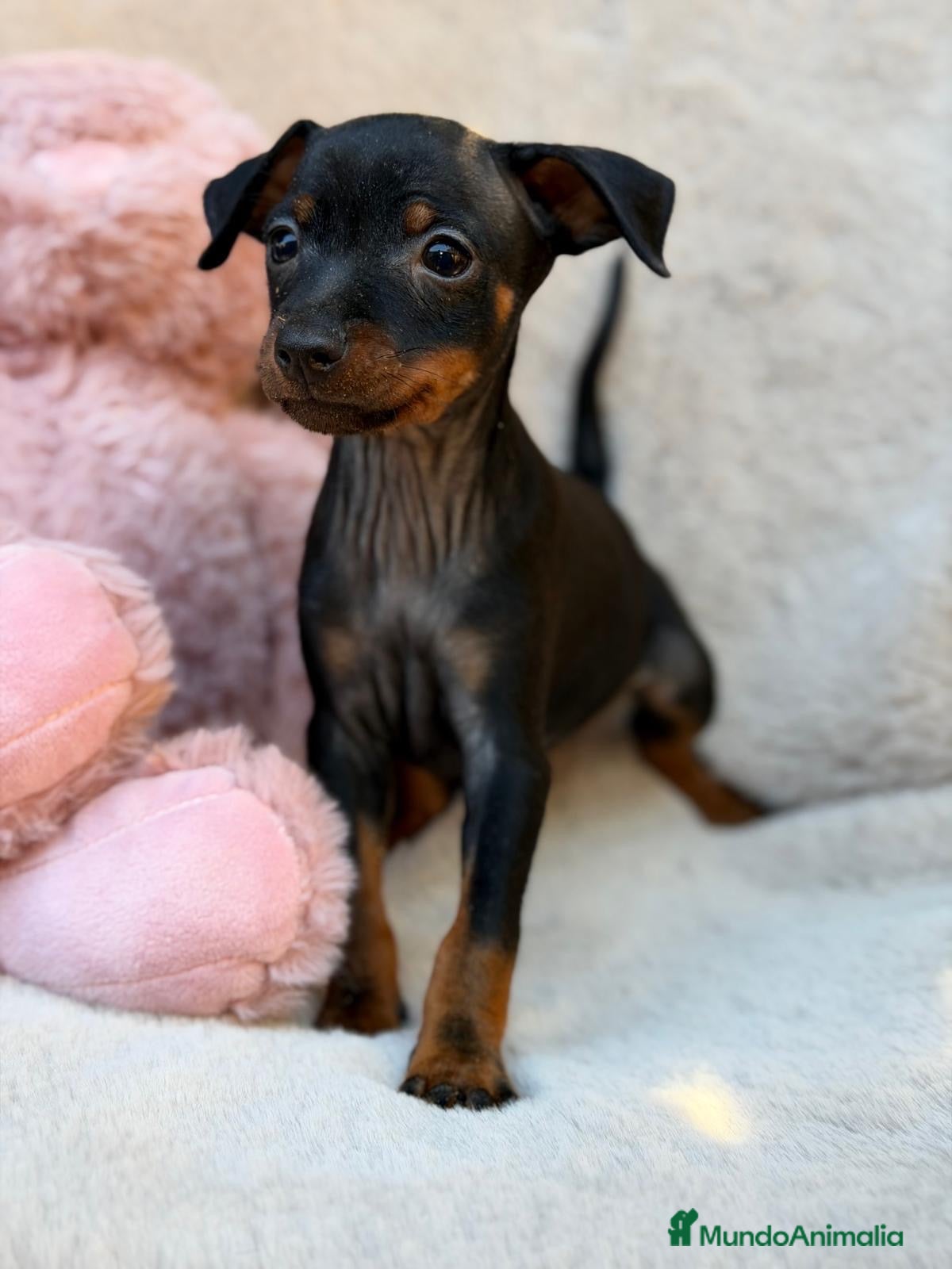 Pinscher Miniatura perros Hembra pinscher miniatura 🩷🐾 - Anuncio 2