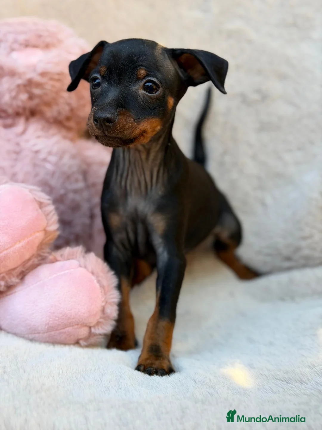 Pinscher Miniatura perros en venta: Hembra pinscher miniatura 🩷🐾 - Anuncio 1