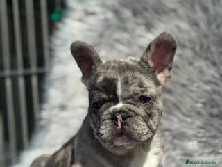 Bulldog Francés perros EXCELENTE BULLDOG EXÓTICO OJOS AZULES MERLE en Barcelona - Anuncio 30