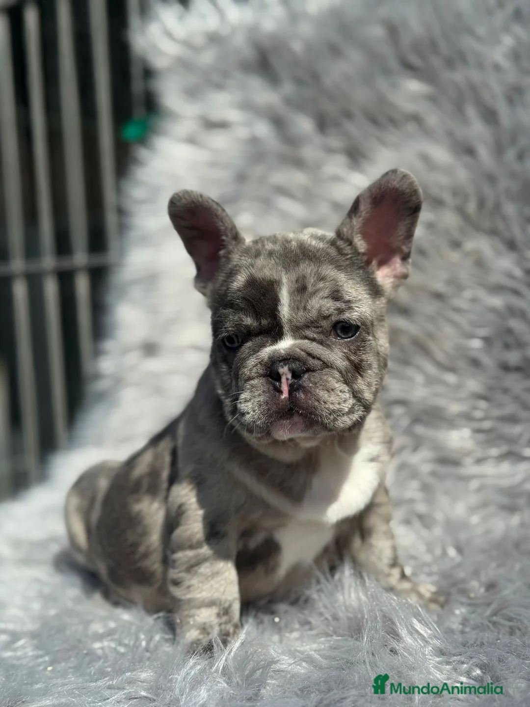 Bulldog Francés perros en venta: EXCELENTE BULLDOG EXÓTICO OJOS AZULES MERLE en Barcelona - Anuncio 1