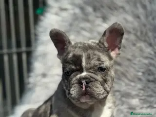 Bulldog Francés perros EXCELENTE BULLDOG EXÓTICO OJOS AZULES MERLE en Barcelona - Anuncio 32