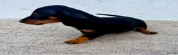 Teckel Miniatura perros en venta: Teckel kaninchen  - Anuncio 8
