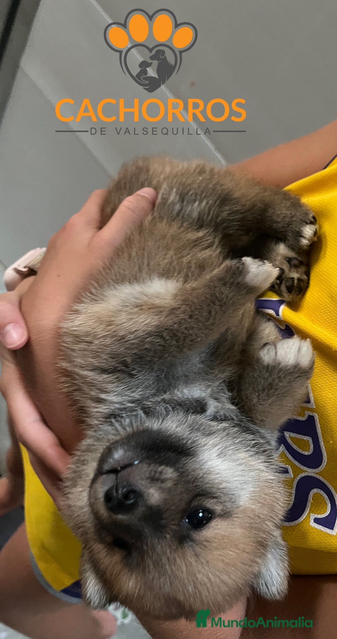 Shiba Inu perros en venta: Shiba inu - Imagen 4