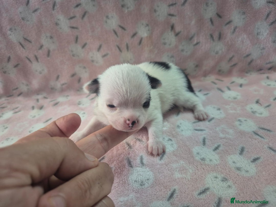 Chihuahua perros en venta: Chihuahua mini toy blue - Imagen 7
