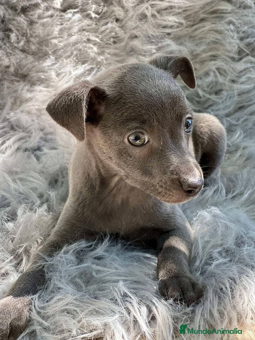 Pequeño Lebrel Italiano perros en venta: Piccolo Italiano  en Barcelona - Anuncio 6