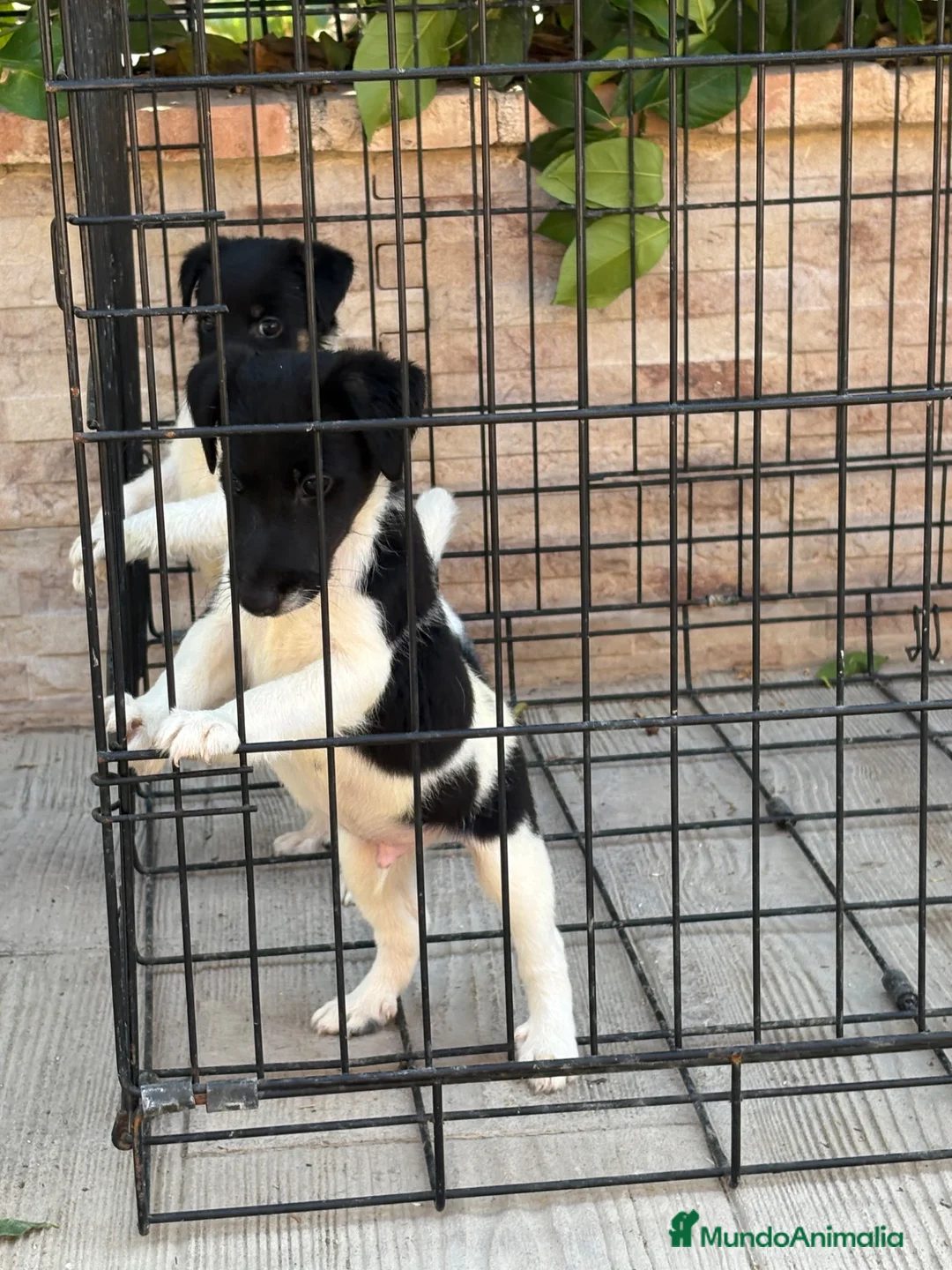 Fox Terrier de Pelo Liso perros en venta: Cachorros fox terrier  - Anuncio 11