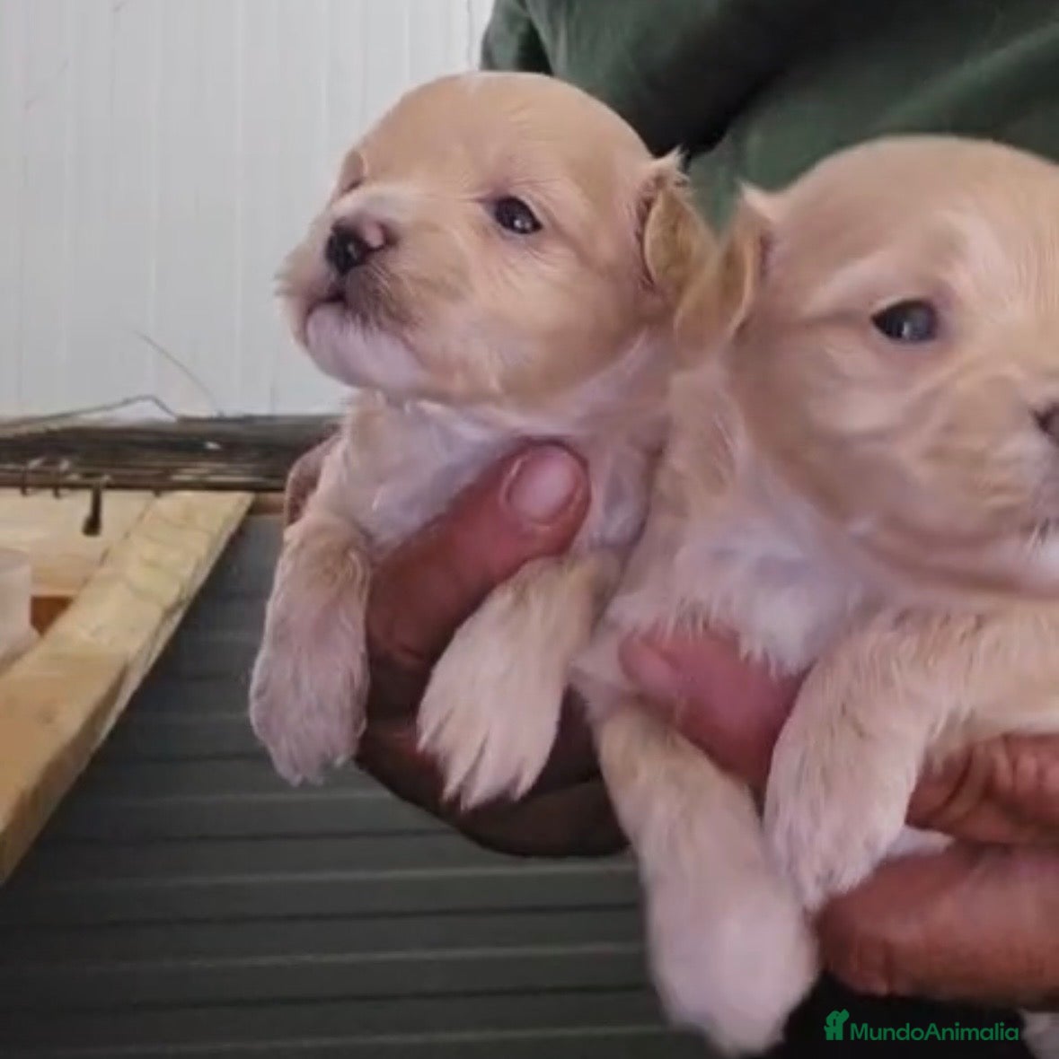 Maltipoo perros Preciosas hembras Maltipoo Toy 🐾🔥🩷 - Anuncio 1