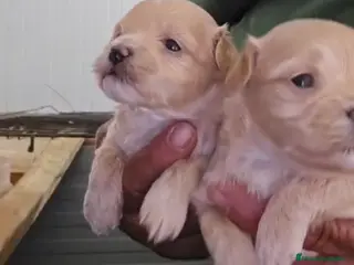 Maltipoo perros Preciosas hembras Maltipoo Toy 🐾🔥🩷 - Anuncio 1