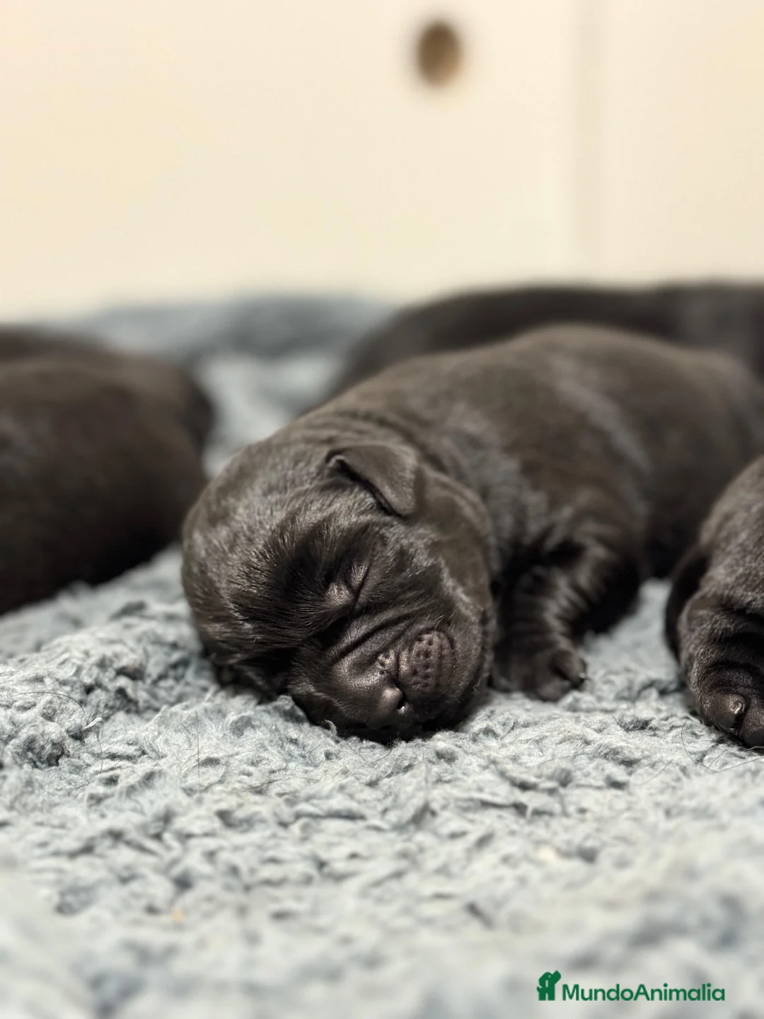 Labrador Retriever perros en venta: Impresionantes cachorros de labrador  - Anuncio 9