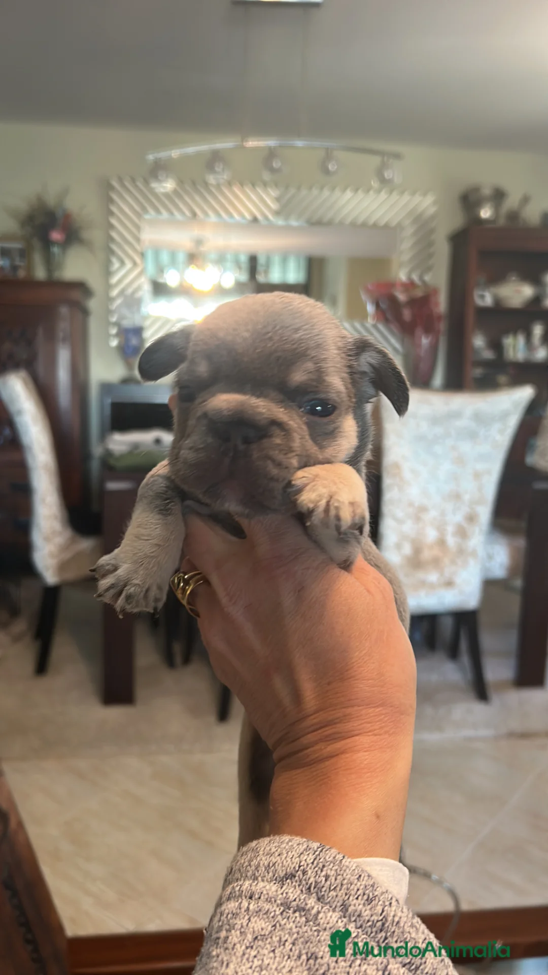 Bulldog Francés perros en venta: Bulldog Francés exótico  - Anuncio 2