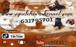 Pomerania perros en venta: Pomerania ositos exóticos 🩵🩵🩵 - Imagen 6