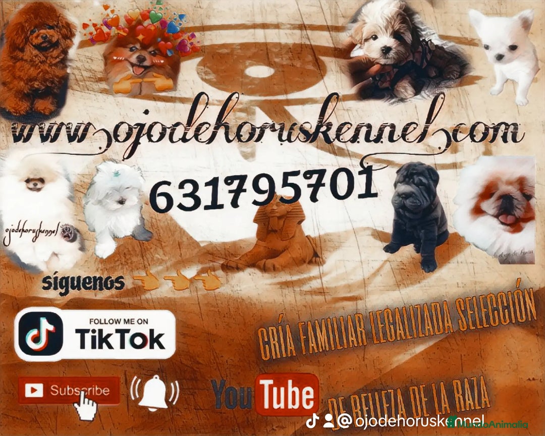 Pomerania perros en venta: Pomerania ositos exóticos 🩵🩵🩵 - Imagen 6