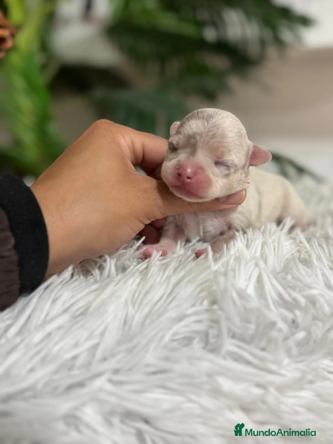 Chihuahua perros en venta: CHIHUAHUA MERLE - Anuncio 1