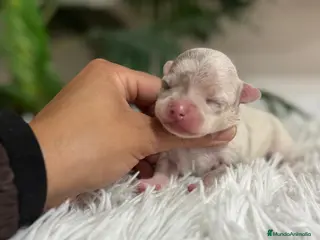 Chihuahua perros CHIHUAHUA MERLE - Anuncio 5