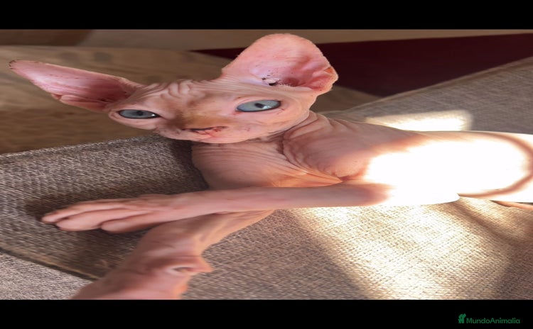Sphynx gatos - Anuncio 6