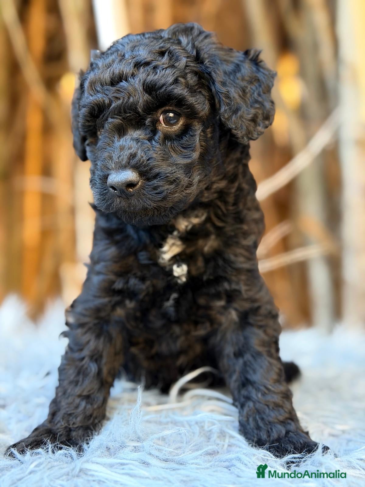 Caniche Mediano perros en venta: Caniche mediano negro  - Anuncio 1