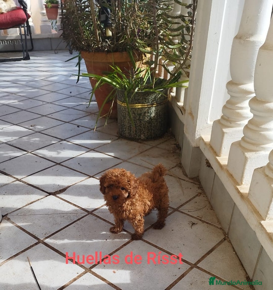 Caniche Toy perros en venta: CANICHES ROJOS EXCLUSIVOS  - Anuncio 5