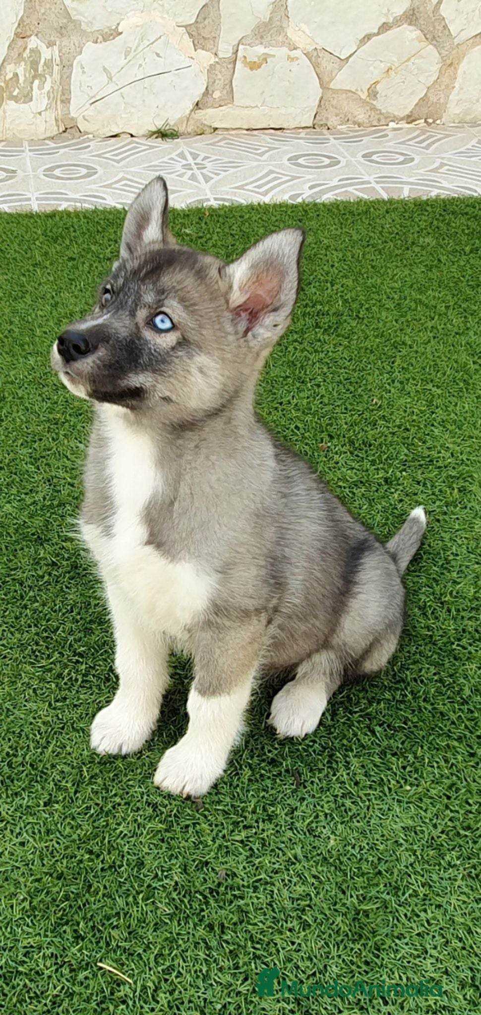Husky Siberiano perros Husky Jet Black y Agouti EXÓTICOS - Anuncio 2