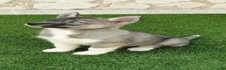 Husky Siberiano perros en venta: Husky Jet Black y Agouti EXÓTICOS - Anuncio 3
