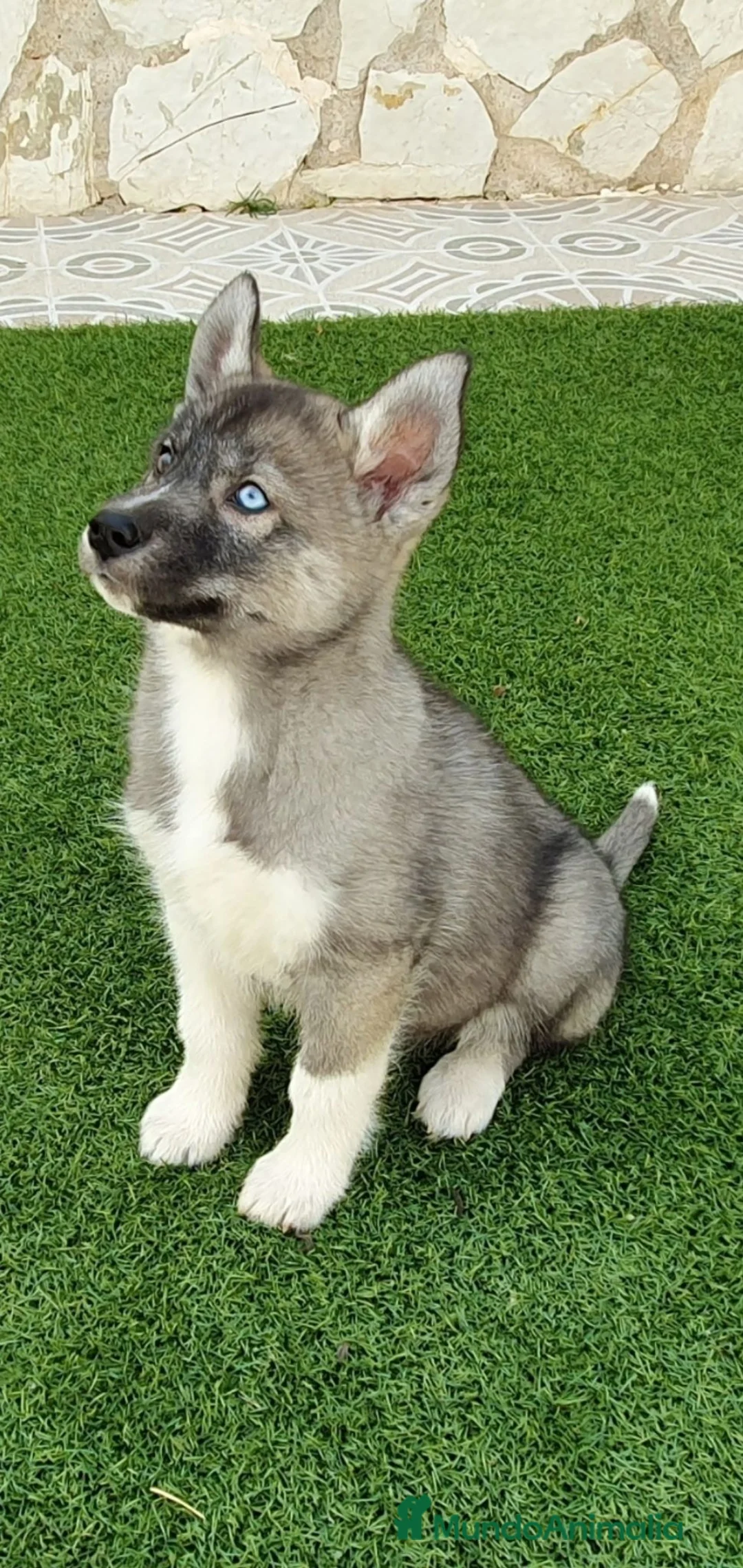 Husky Siberiano perros en venta: Husky Jet Black y Agouti EXÓTICOS - Anuncio 3