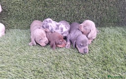 Teckel Miniatura perros en venta: Teckel Navidad - Imagen 2