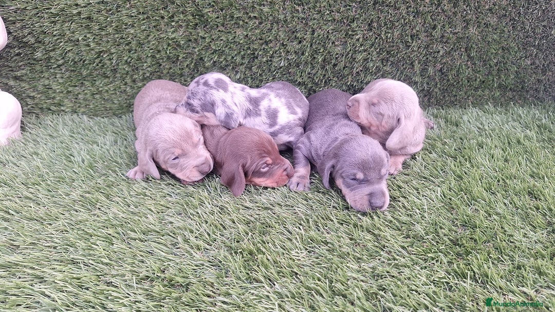 Teckel Miniatura perros en venta: Teckel Navidad - Imagen 2