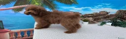 Caniche Toy perros en venta: Caniches toy - Anuncio 7