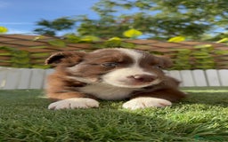 Border Collie perros en venta: BORDER COLLIE HEMBRA CHOCOLATE - Imagen 19