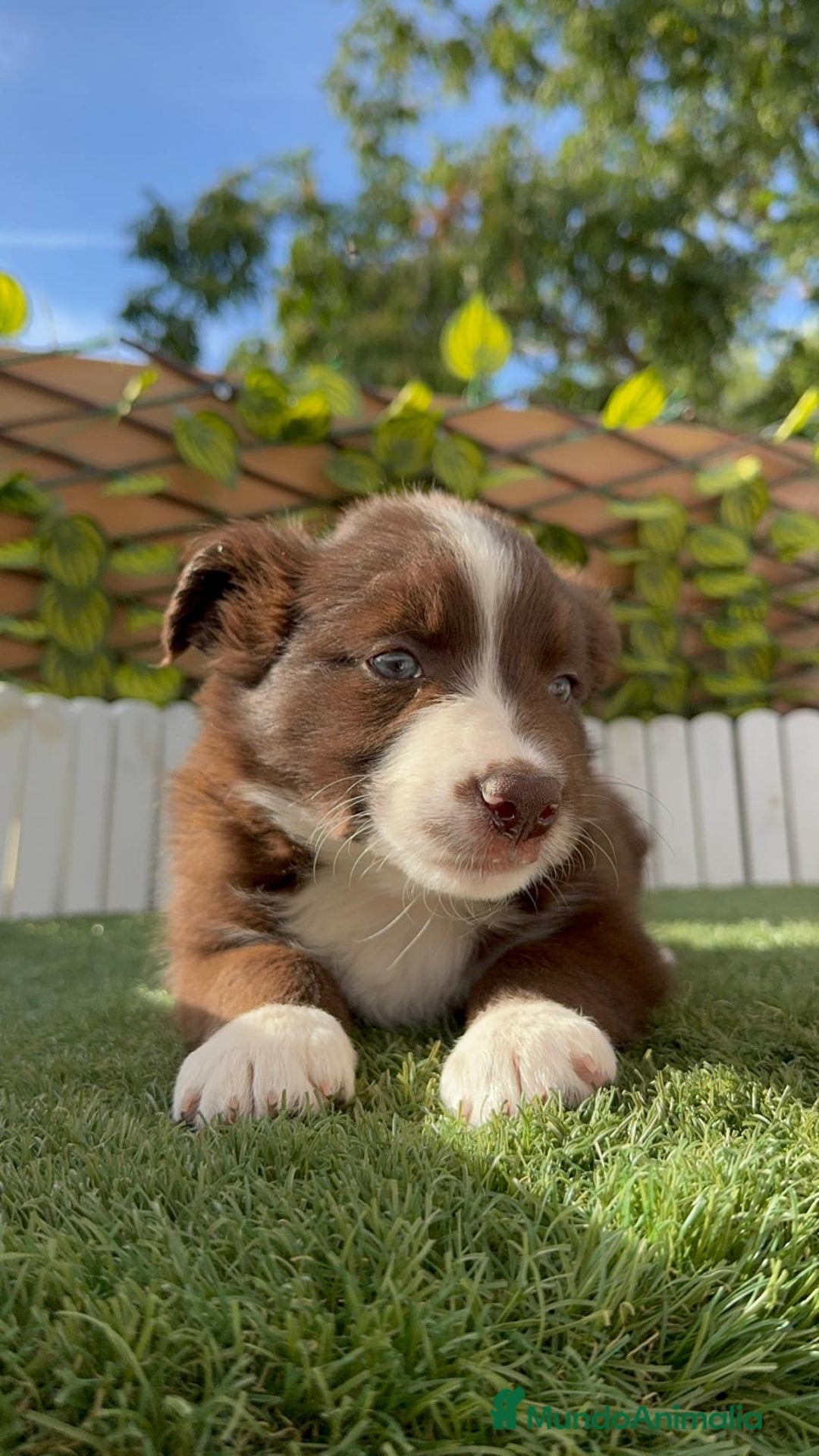 Border Collie perros en venta: BORDER COLLIE HEMBRA CHOCOLATE - Imagen 19
