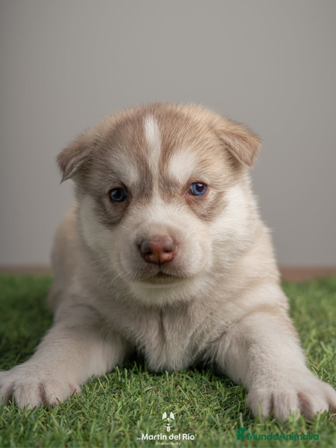 Husky Siberiano perros en venta: Husky Siberiano - cachorros  - Anuncio 4