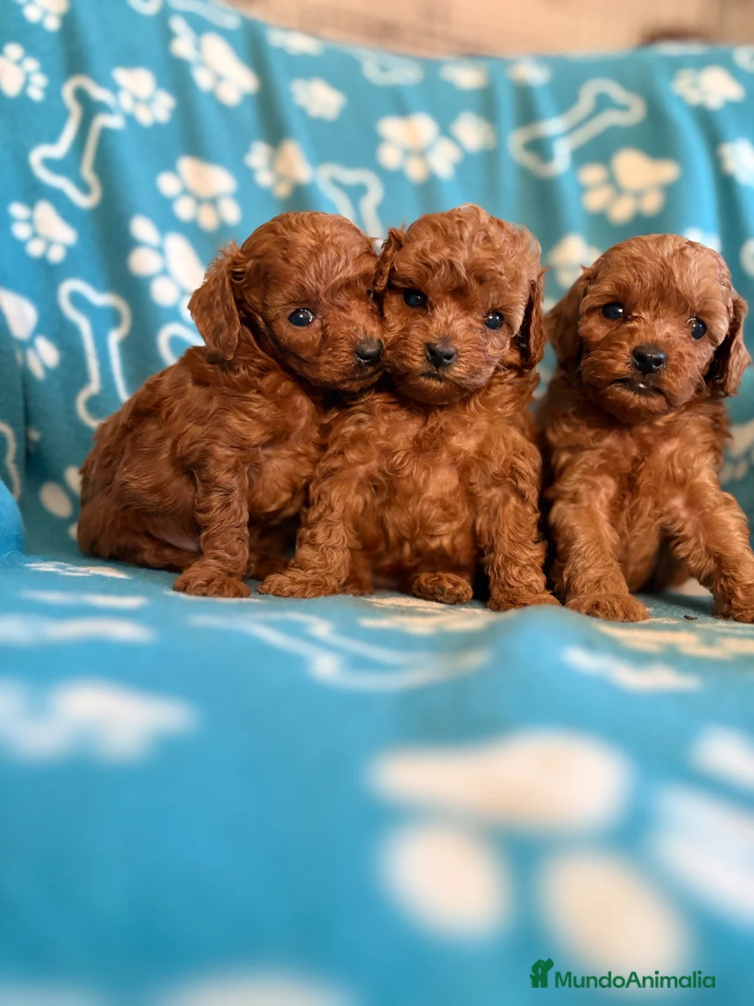 Caniche Toy perros en venta: Caniches toy - Anuncio 1