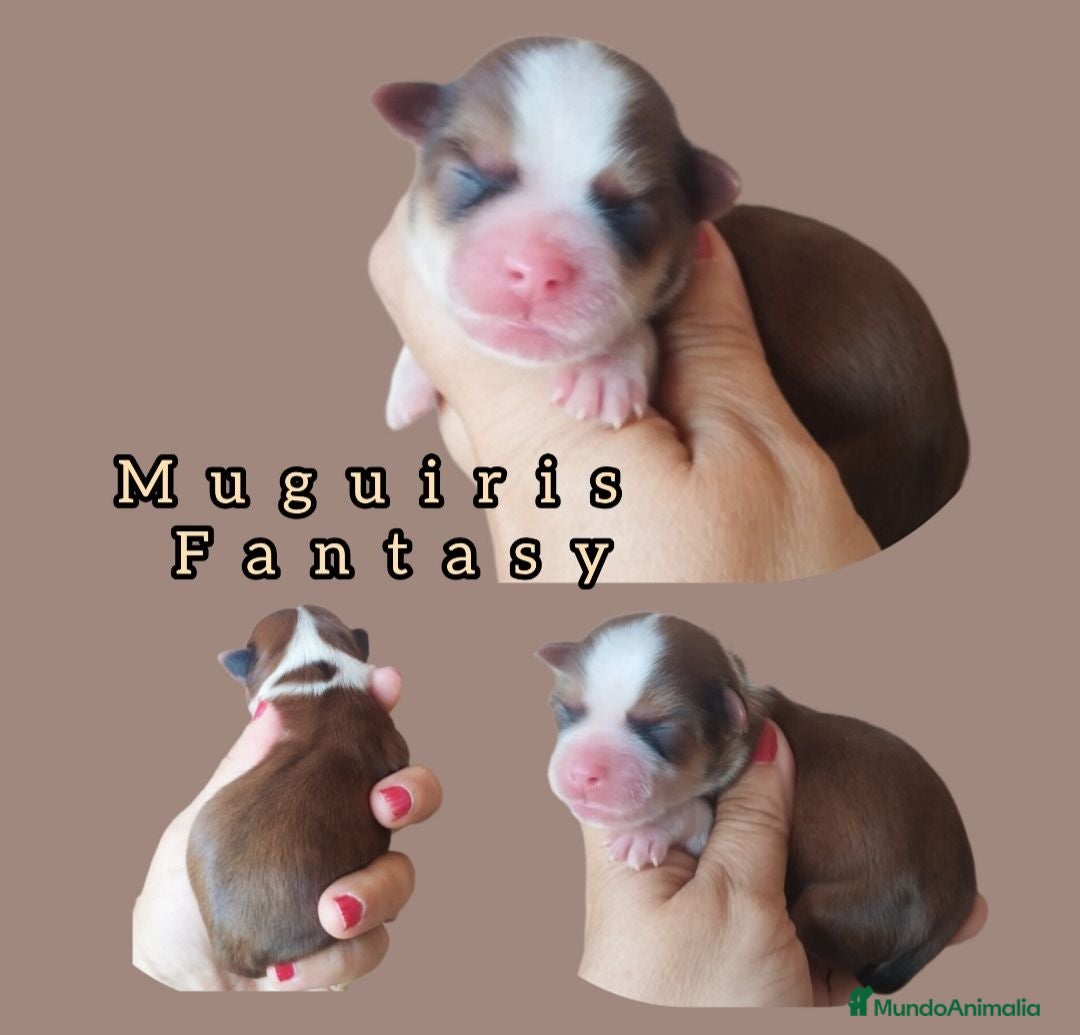 Bichón Habanero perros Muguiris Fantasy - Anuncio 1