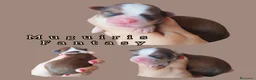 Bichón Habanero perros en venta: Muguiris Fantasy - Anuncio 1