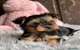 Yorkshire Terrier perros en venta: Yorkshire  - Imagen 1