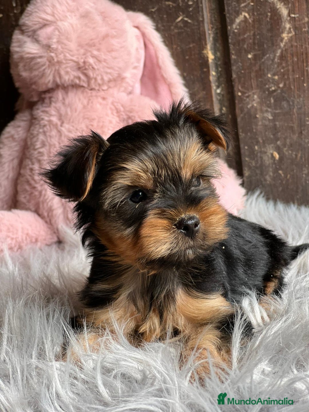 Yorkshire Terrier perros en venta: Yorkshire  - Imagen 1