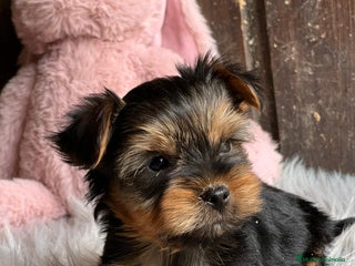 Yorkshire Terrier perros - Anuncio 7