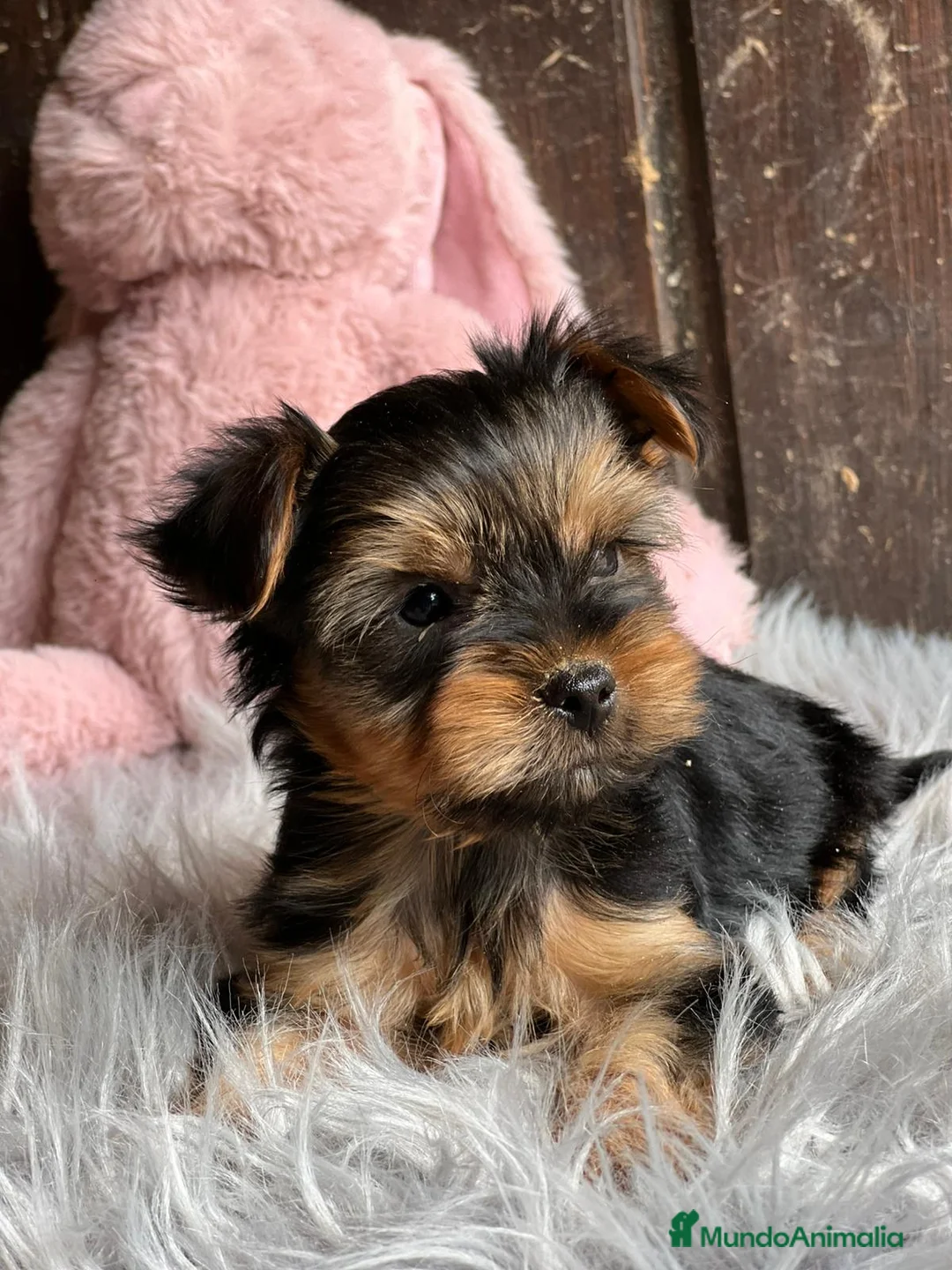 Yorkshire Terrier perros en venta: Yorkshire terrier - Anuncio 1